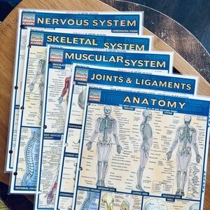 5 Quick Study Academic Laminated Anatomy Study Guides, Body Systems